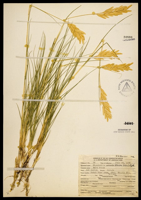 Distichlis spicata