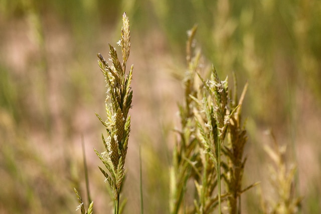 Distichlis spicata