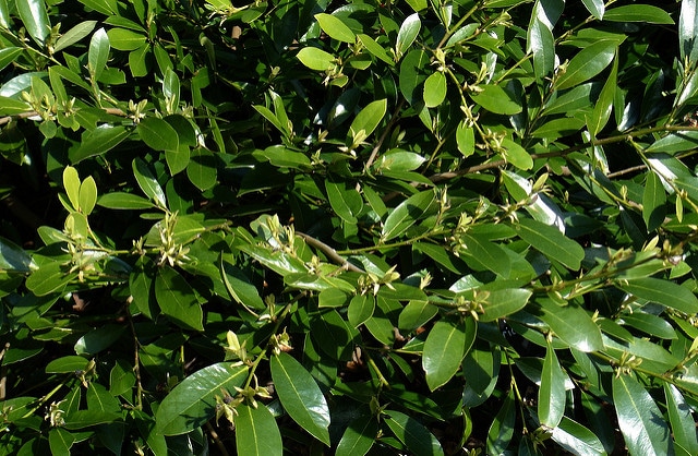 Distylium myricoides