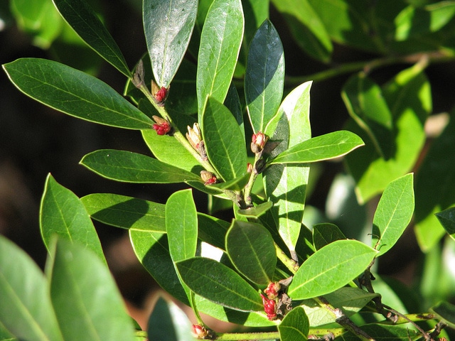Distylium myricoides