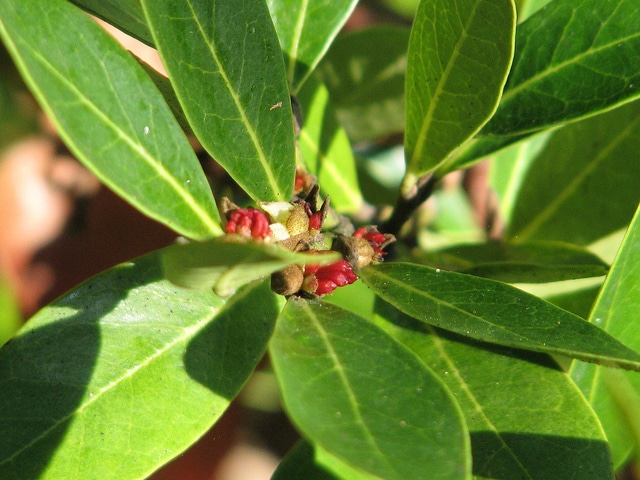 Distylium myricoides