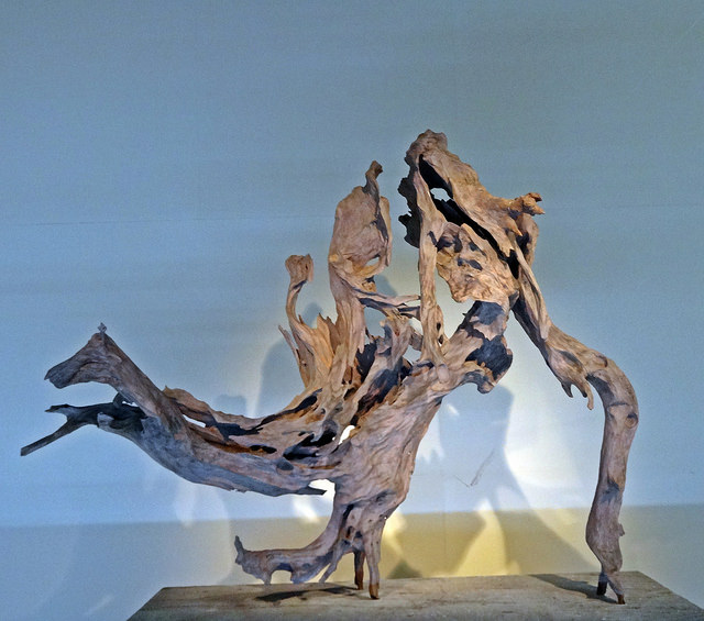 Distylium racemosum