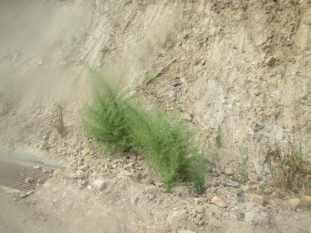 Inule fétide (Dittrichia graveolens)