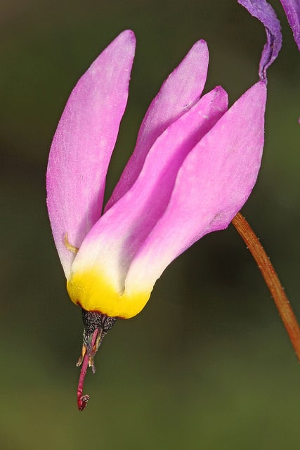 Dodecatheon alpinum (Dodecatheon alpinum)