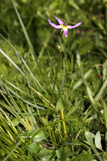 Dodecatheon alpinum