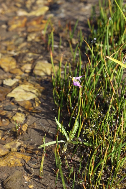Dodecatheon alpinum