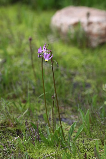 Dodecatheon alpinum
