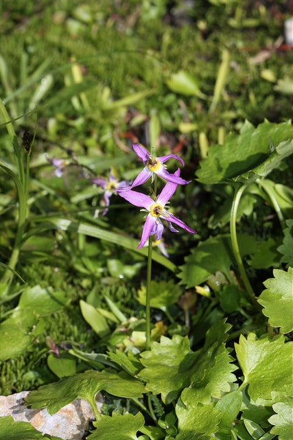 Dodecatheon alpinum