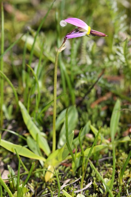Dodecatheon alpinum