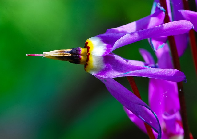 Dodecatheon amethystinum