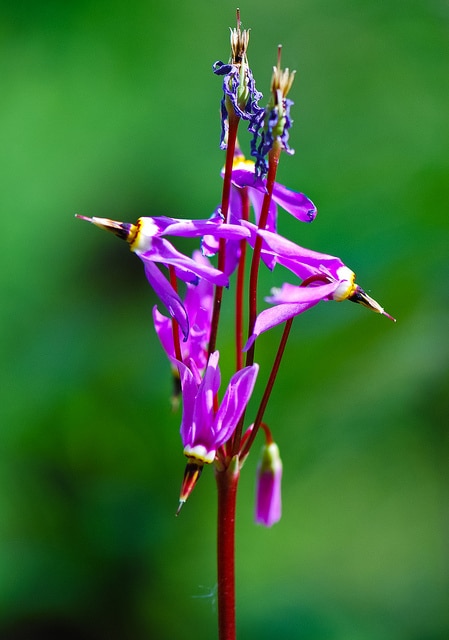 Dodecatheon amethystinum