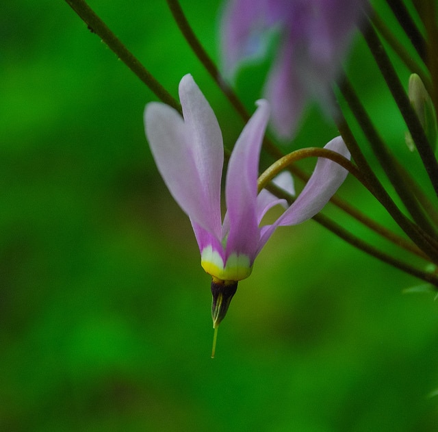 Dodecatheon amethystinum