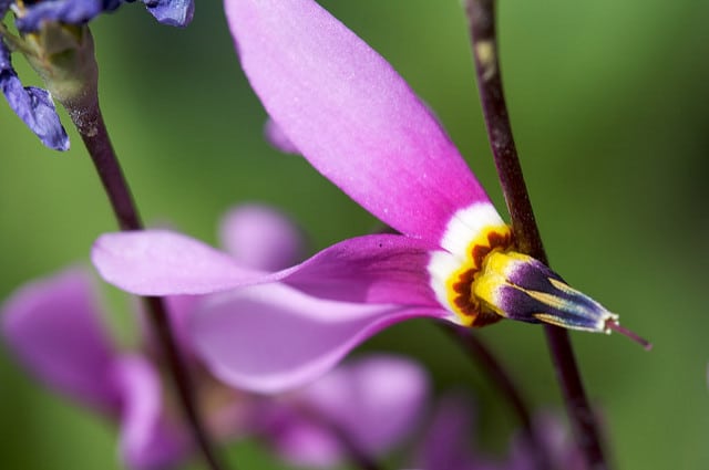 Dodecatheon amethystinum