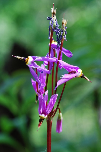 Dodecatheon amethystinum