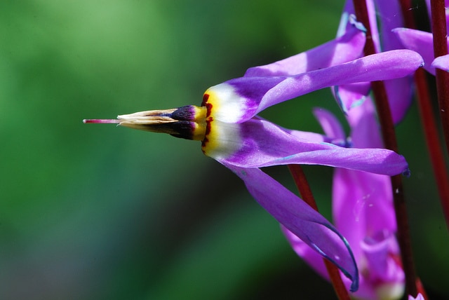 Dodecatheon amethystinum (Dodecatheon amethystinum)