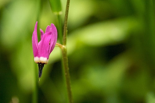 Dodecatheon austrofrigidum