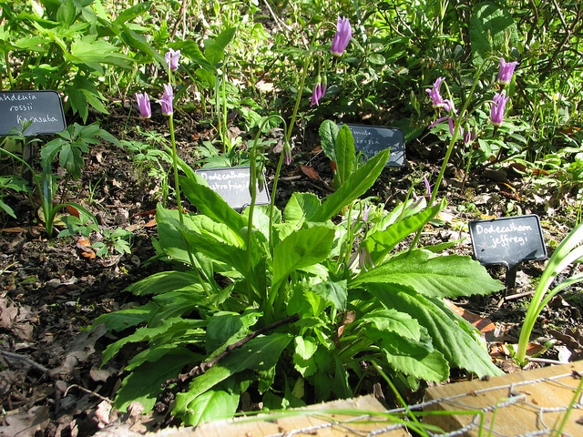 Dodecatheon austrofrigidum (Dodecatheon austrofrigidum)