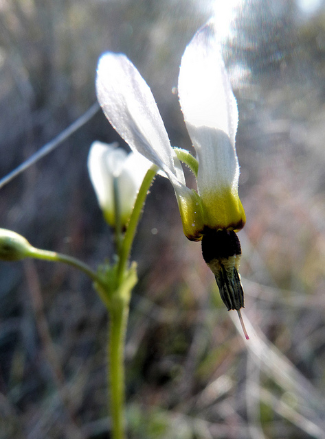 Gyroselle de cleveland
