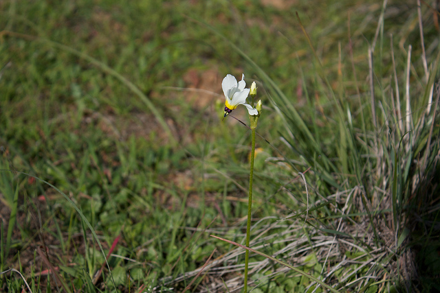 Gyroselle de cleveland