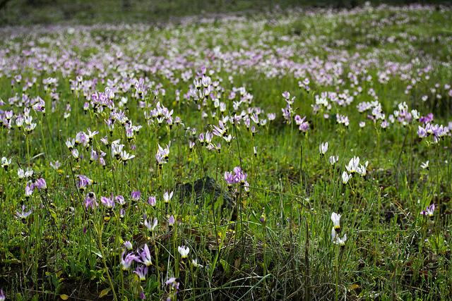 Gyroselle de cleveland (Dodecatheon clevelandii)