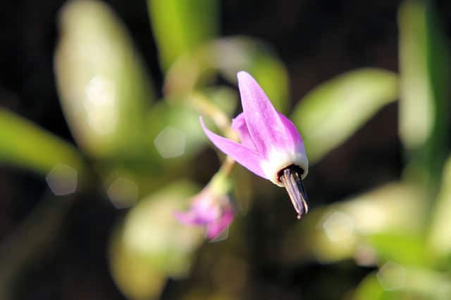 Dodecatheon conjugens (Dodecatheon conjugens)