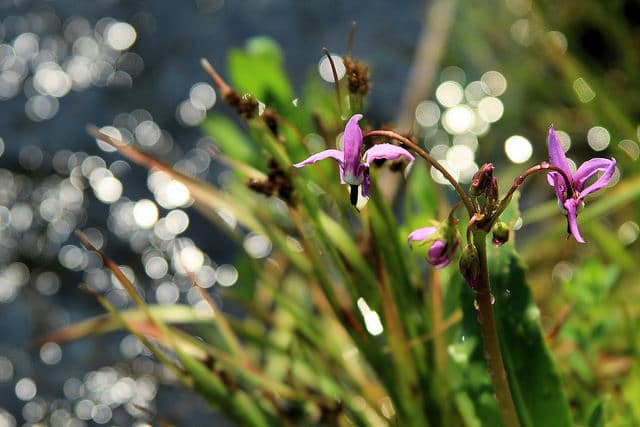 Dodecatheon conjugens