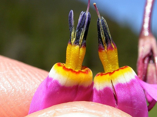 Dodecatheon conjugens