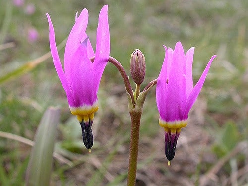 Dodecatheon conjugens