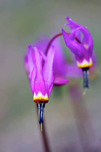 Dodecatheon conjugens