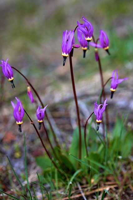 Dodecatheon conjugens