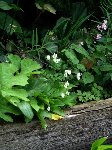Dodecatheon dentatum