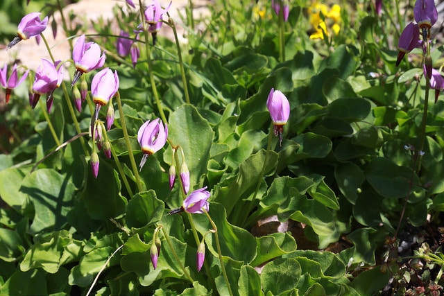Dodecatheon dentatum
