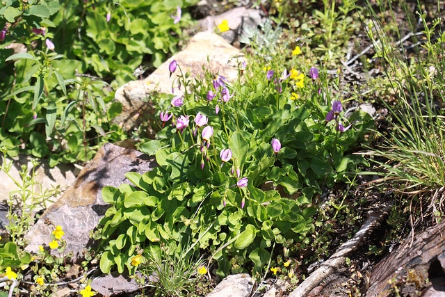 Dodecatheon dentatum