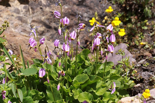 Dodecatheon dentatum