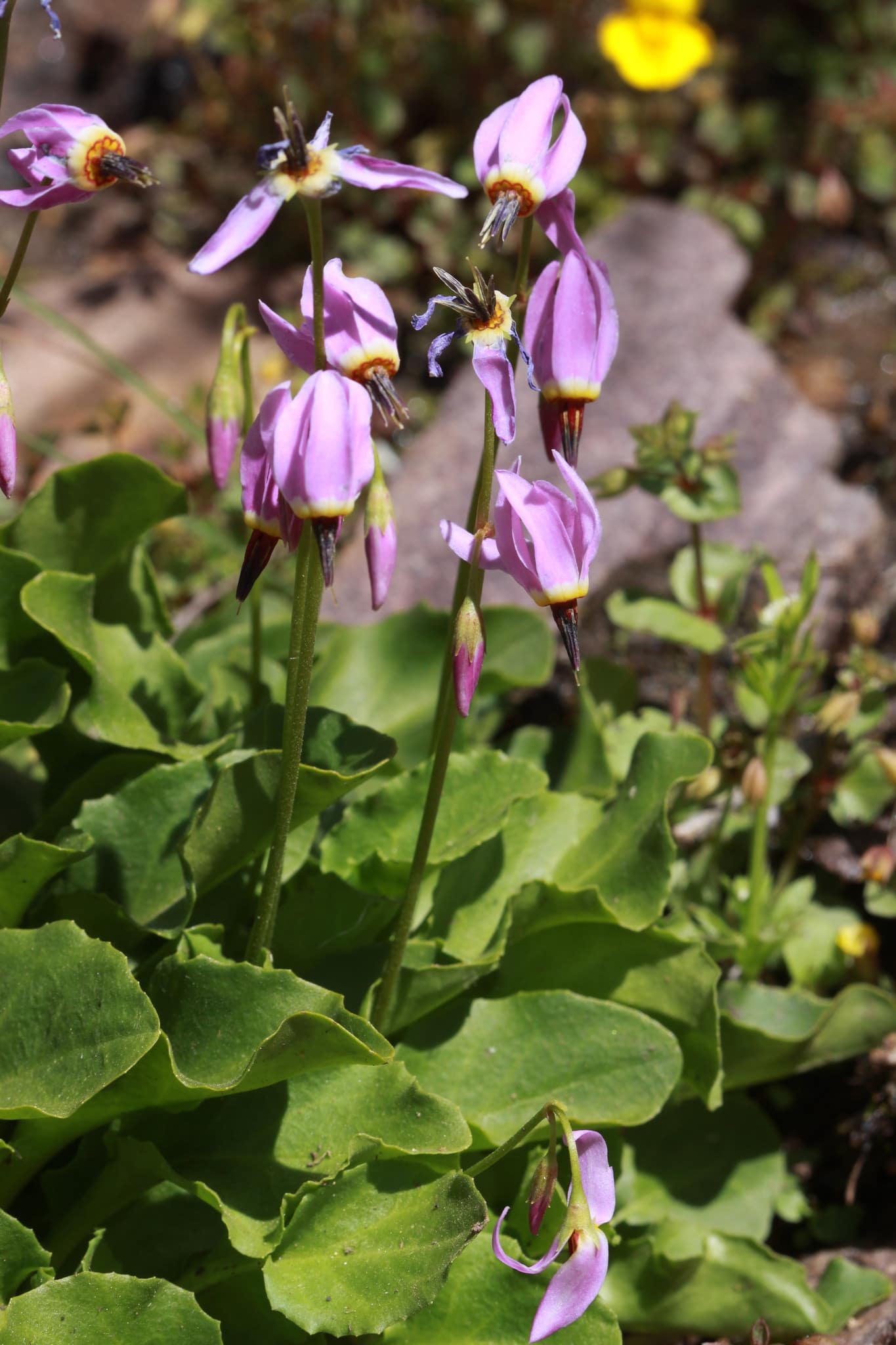 Dodecatheon dentatum
