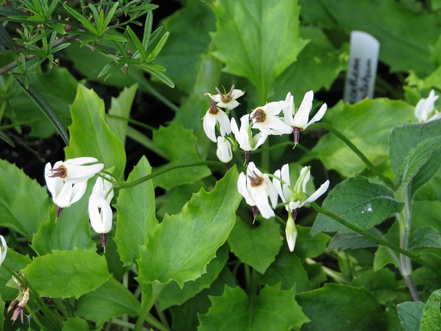 Dodecatheon dentatum (Dodecatheon dentatum)