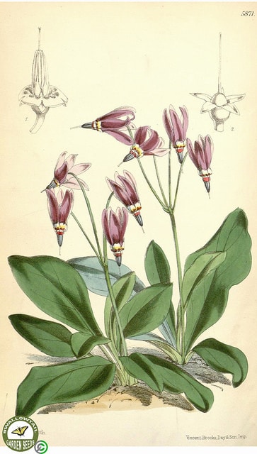 Dodecatheon frigidum (Dodecatheon frigidum)