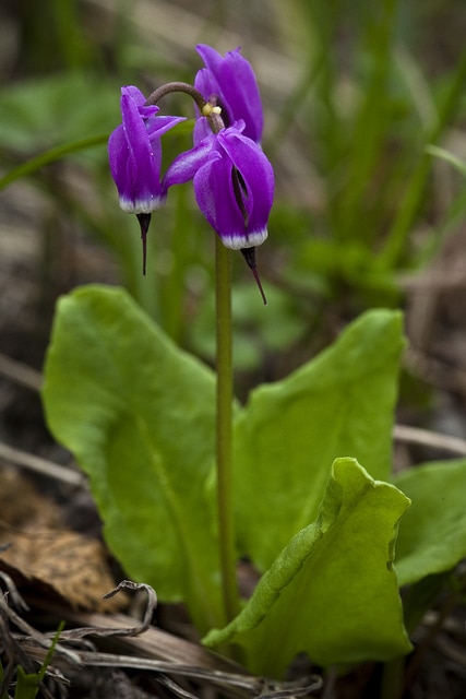 Dodecatheon frigidum