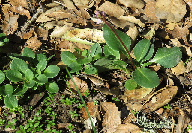 Dodecatheon hendersonii (Dodecatheon hendersonii)