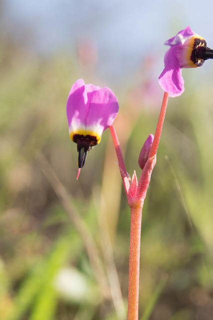 Dodecatheon hendersonii