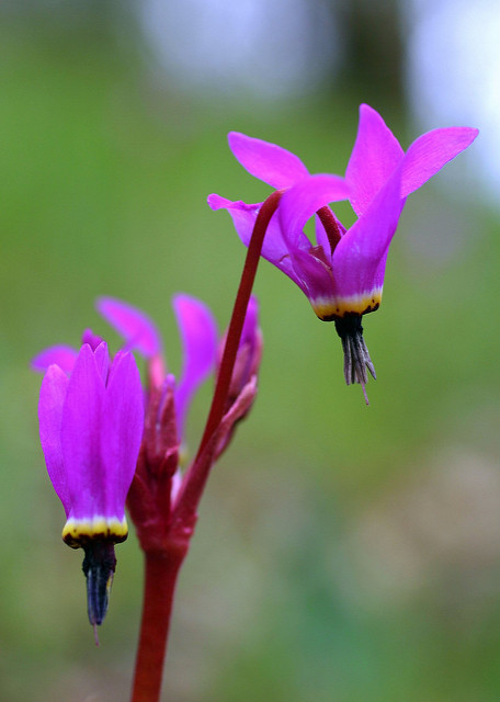 Dodecatheon hendersonii