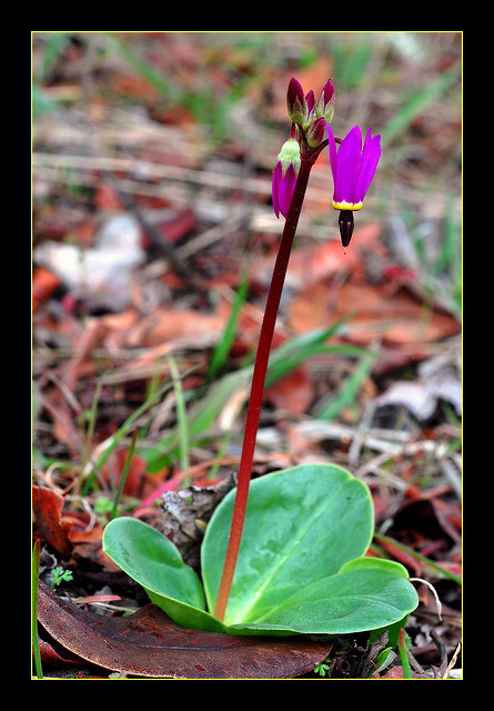 Dodecatheon hendersonii