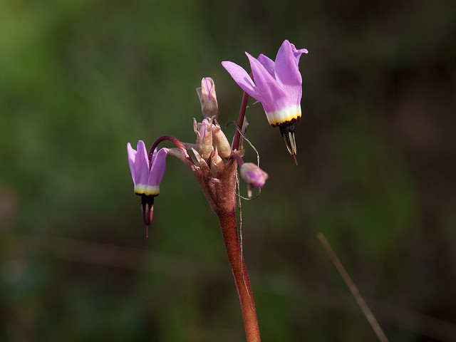 Dodecatheon hendersonii