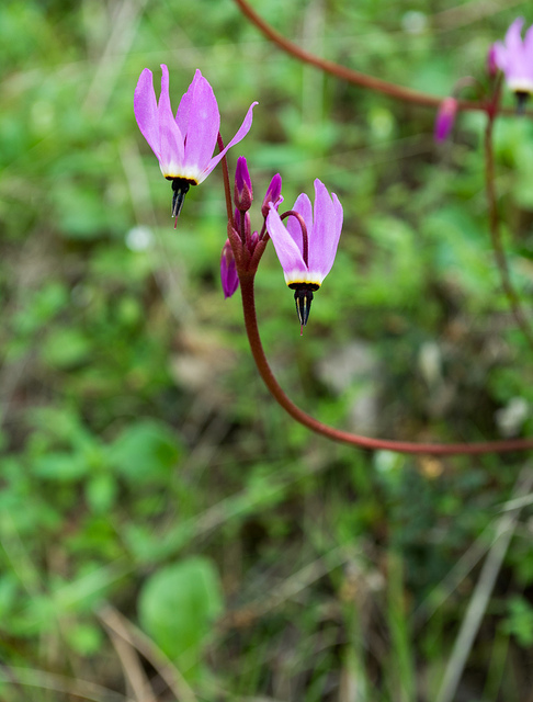 Dodecatheon hendersonii