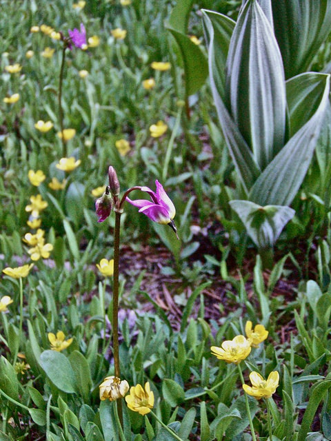 Gyroselle de jeffrey