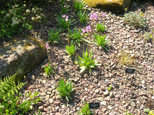 Gyroselle de jeffrey