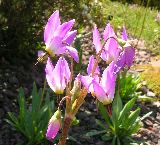 Gyroselle de jeffrey