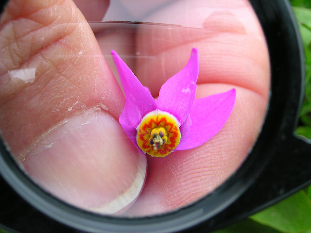 Gyroselle de jeffrey