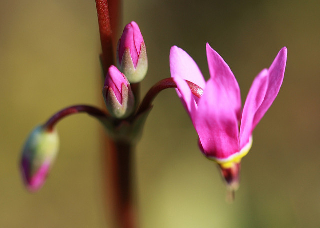 Gyroselle de jeffrey (Dodecatheon jeffreyi)