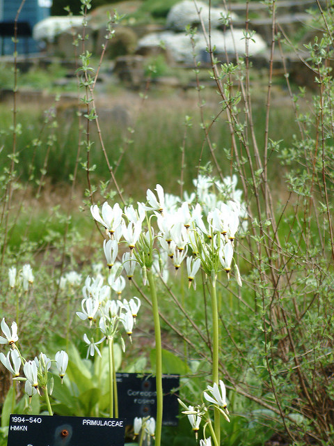 Giroselle (Dodecatheon meadia)